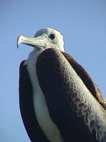 Female Frigate Closeup